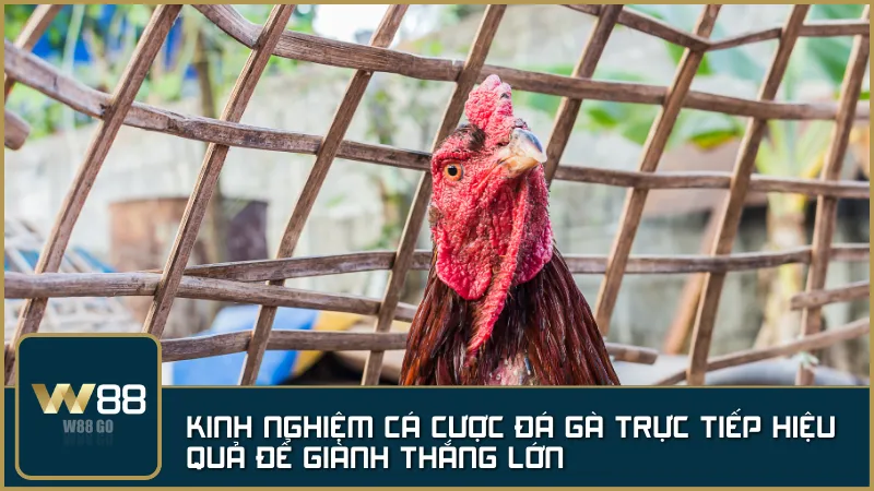 Áp dụng chiến thuật và quản lý vốn giúp bạn làm chủ mọi ván cược Đá Gà Live